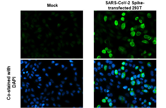 SARS-CoV-2 Spike Protein S2/S2' (strain Wuhan-Hu-1) Antibody in Immunocytochemistry (ICC/IF)