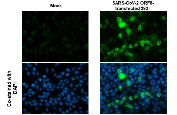 SARS-CoV-2 ORF8 (strain Wuhan-Hu-1) Antibody in Immunocytochemistry (ICC/IF)