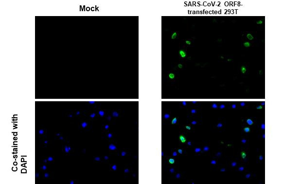 SARS-CoV-2 ORF8 (strain Wuhan-Hu-1) Antibody in Immunocytochemistry (ICC/IF)