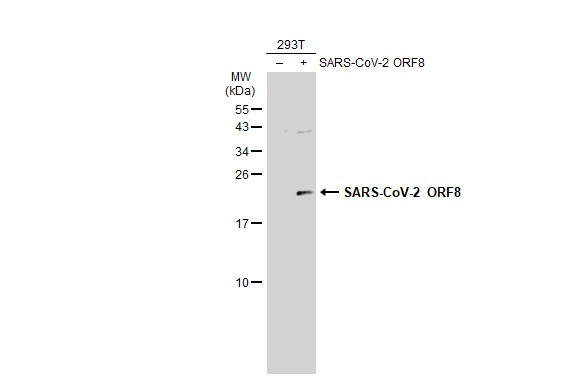 SARS-CoV-2 ORF8 (strain Wuhan-Hu-1) Antibody in Western Blot (WB)