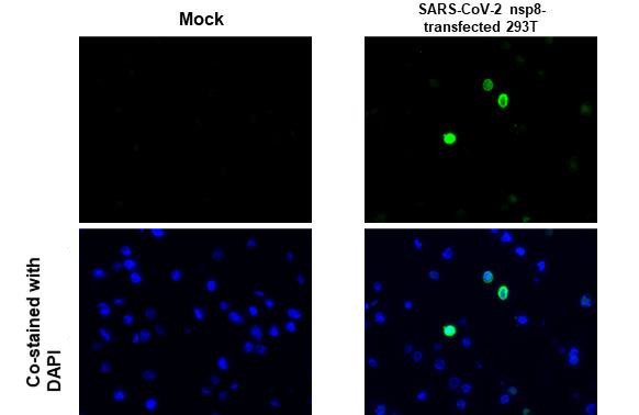 SARS-CoV-2 NSP8 Antibody in Immunocytochemistry (ICC/IF)