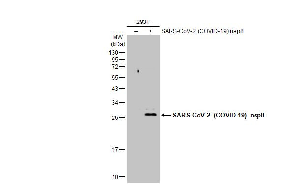 SARS-CoV-2 NSP8 Antibody in Western Blot (WB)