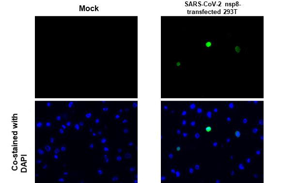 SARS-CoV-2 NSP8 Antibody in Immunocytochemistry (ICC/IF)