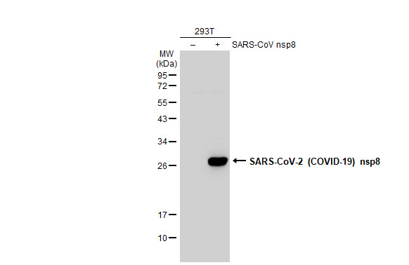 SARS-CoV-2 NSP8 Antibody in Western Blot (WB)