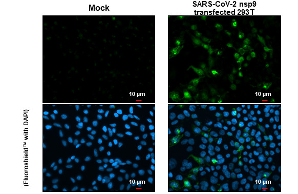 SARS-CoV-2 NSP9 Antibody in Immunocytochemistry (ICC/IF)