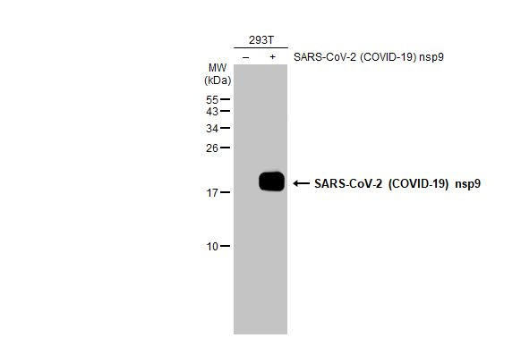 SARS-CoV-2 NSP9 Antibody in Western Blot (WB)