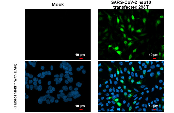 SARS-CoV-2 NSP10 Antibody in Immunocytochemistry (ICC/IF)