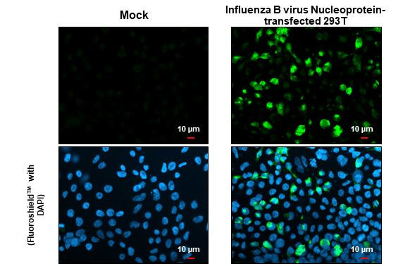 Influenza B NP (B/Victoria/02/1987) Antibody in Immunocytochemistry (ICC/IF)