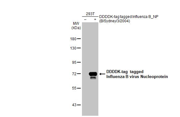 Influenza B NP (B/Victoria/02/1987) Antibody in Western Blot (WB)