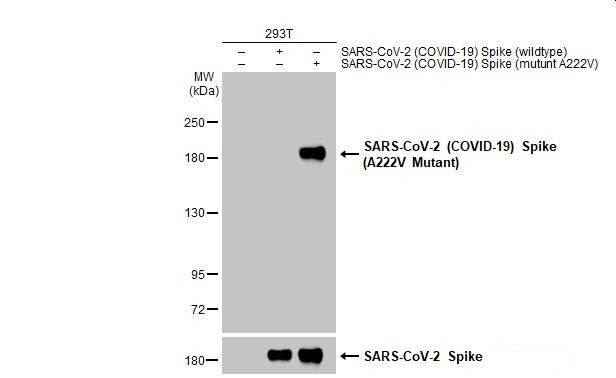 SARS-CoV-2 Spike (A222V Mutant) Antibody in Western Blot (WB)