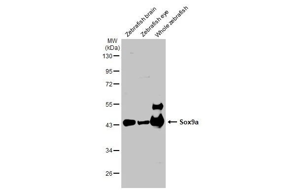 SOX9a Antibody in Western Blot (WB)