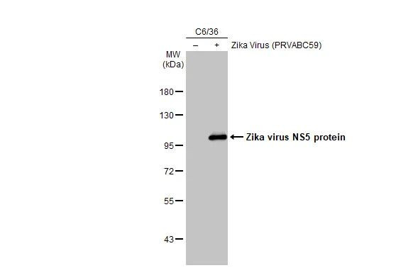 Zika Virus NS5 (strain H/PF/2013) Antibody in Western Blot (WB)