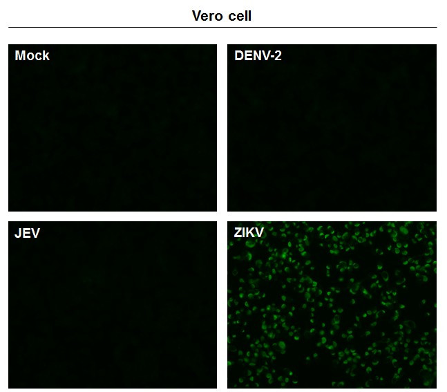 Zika Virus Envelope (strain H/PF/2013) Antibody in Immunocytochemistry (ICC/IF)