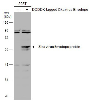 Zika Virus Envelope (strain H/PF/2013) Antibody in Western Blot (WB)