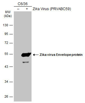 Zika Virus Envelope (strain H/PF/2013) Antibody in Western Blot (WB)