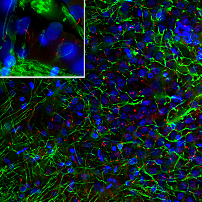 Adenylate Cyclase 3 Antibody in Immunohistochemistry (IHC)