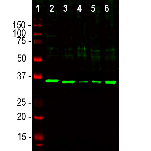 Fibrillarin Antibody in Western Blot (WB)