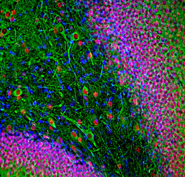 NeuN Antibody in Immunohistochemistry (PFA fixed) (IHC (PFA))