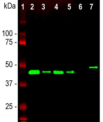 GAP43 Antibody in Western Blot (WB)