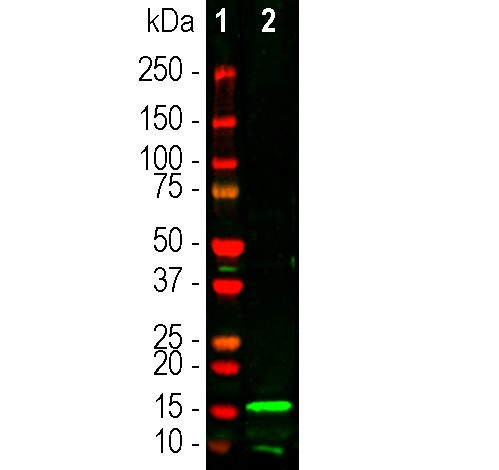 IBA1 Antibody in Western Blot (WB)