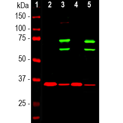 Lamin A/C Antibody in Western Blot (WB)