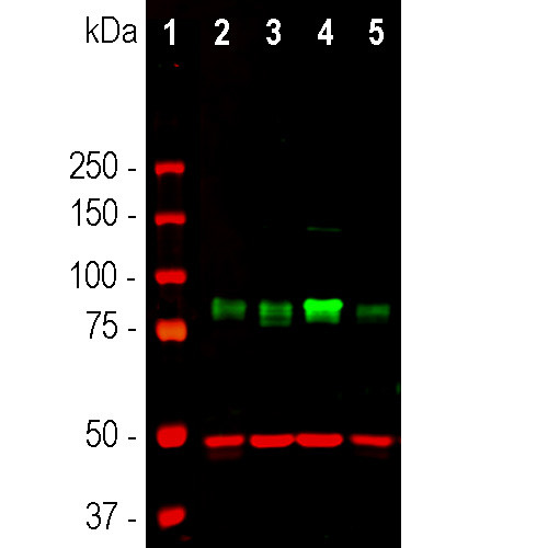 MARCKS Antibody in Western Blot (WB)