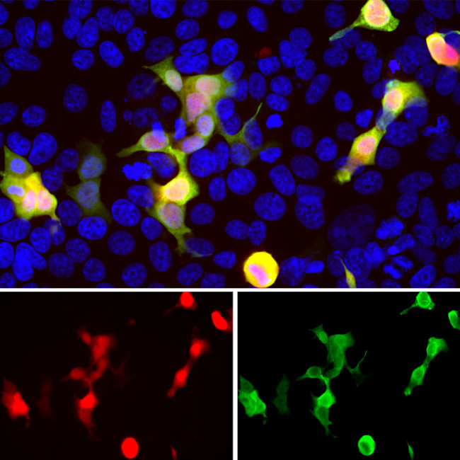 mCherry Antibody in Immunocytochemistry (ICC/IF)