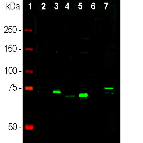 MECP2 Antibody in Western Blot (WB)