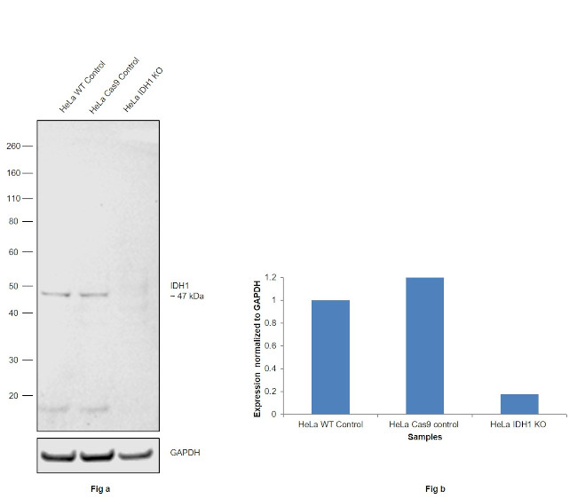 IDH1 Antibody