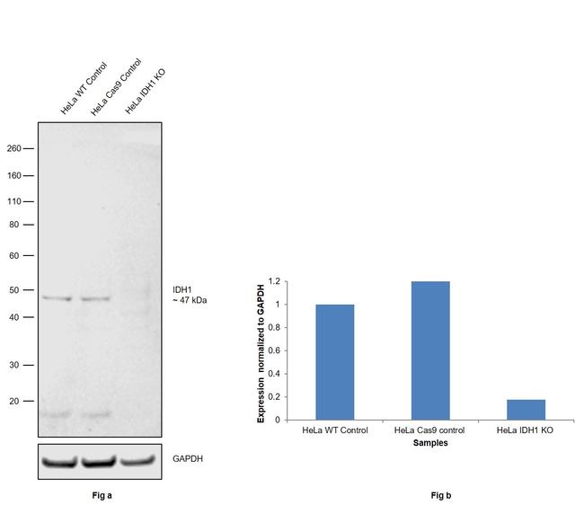 IDH1 Antibody in Western Blot (WB)