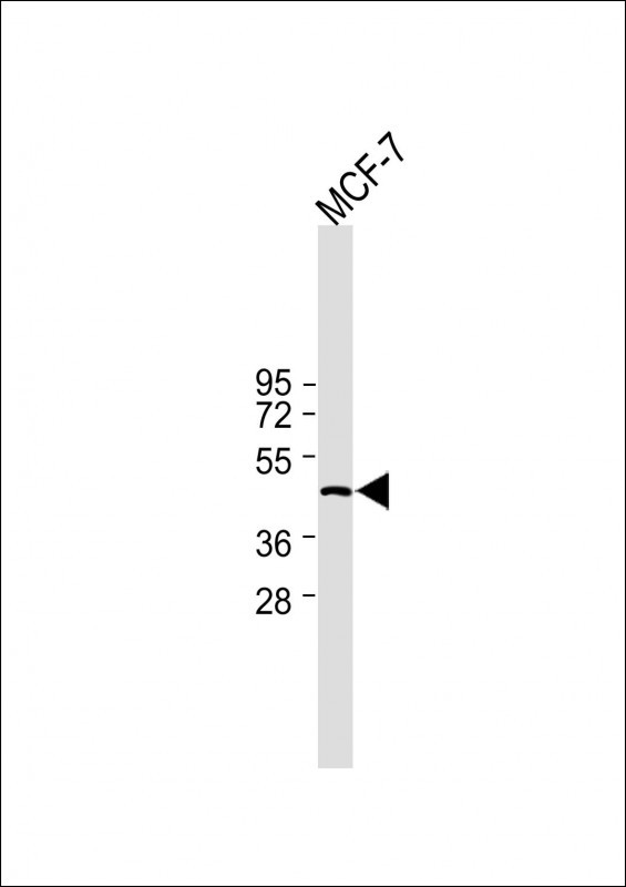 IDH1 Antibody in Western Blot (WB)