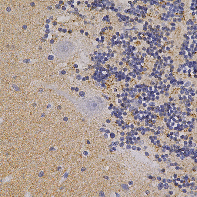 alpha Synuclein Antibody in Immunohistochemistry (Paraffin) (IHC (P))