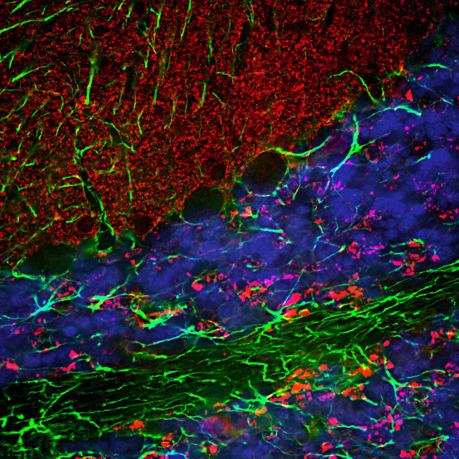 alpha Synuclein Antibody in Immunohistochemistry (PFA fixed) (IHC (PFA))