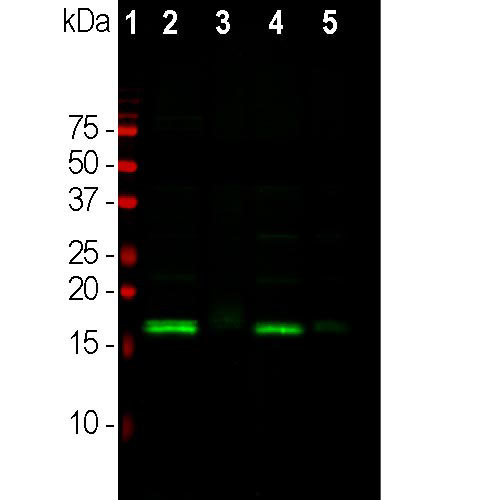 alpha Synuclein Antibody in Western Blot (WB)