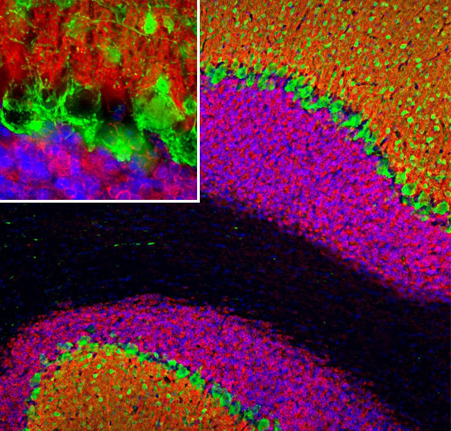 VSNL1 Antibody in Immunohistochemistry (PFA fixed) (IHC (PFA))