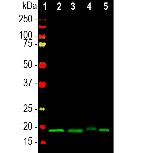 VSNL1 Antibody in Western Blot (WB)