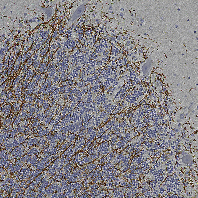 CNPase Antibody in Immunohistochemistry (Paraffin) (IHC (P))