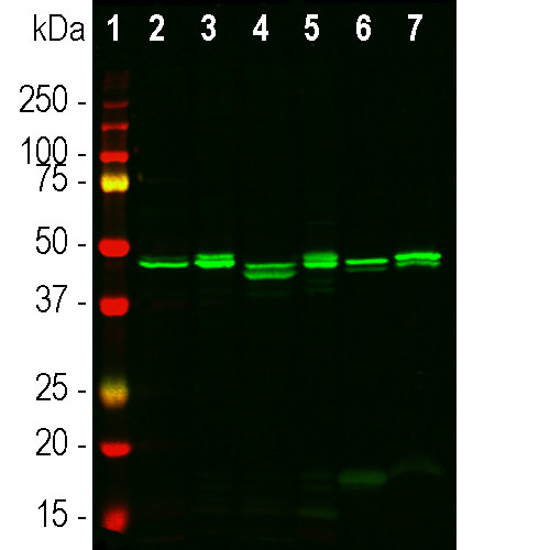 CNPase Antibody in Western Blot (WB)