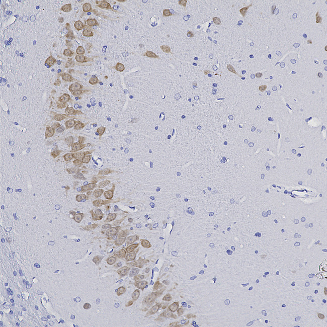 NeuN Antibody in Immunohistochemistry (Paraffin) (IHC (P))