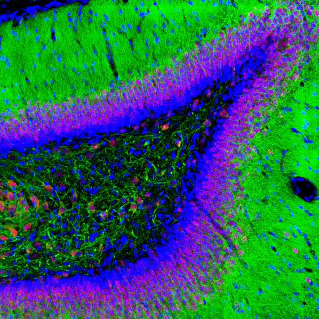 NeuN Antibody in Immunohistochemistry (PFA fixed) (IHC (PFA))