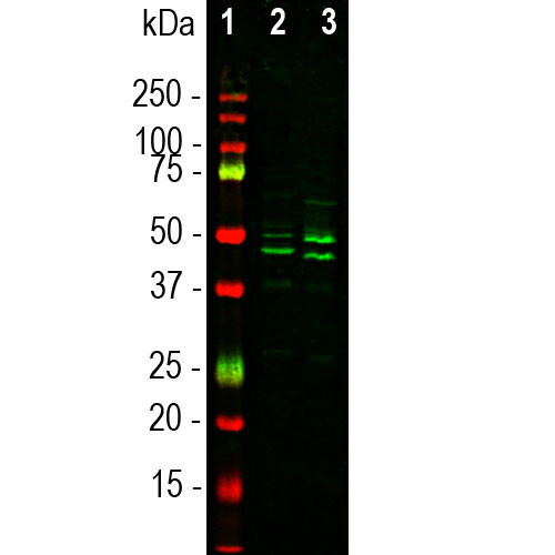 NeuN Antibody in Western Blot (WB)