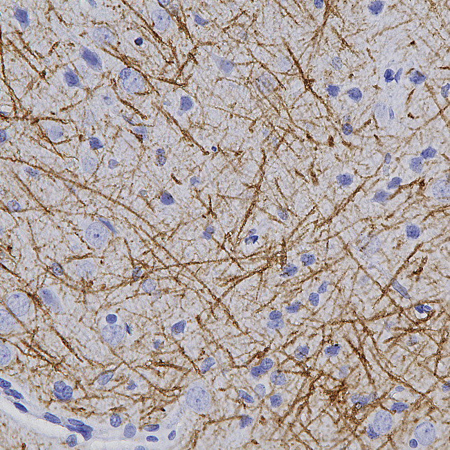 MBP Antibody in Immunohistochemistry (Paraffin) (IHC (P))