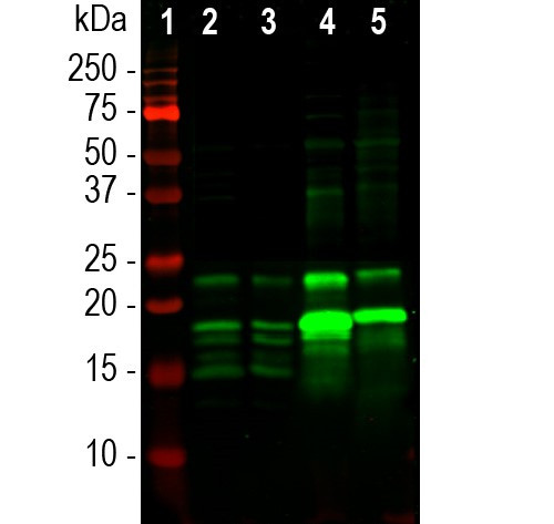 MBP Antibody in Western Blot (WB)