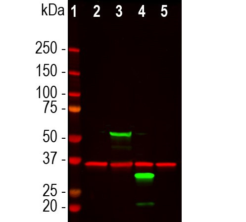 mCherry Antibody in Western Blot (WB)