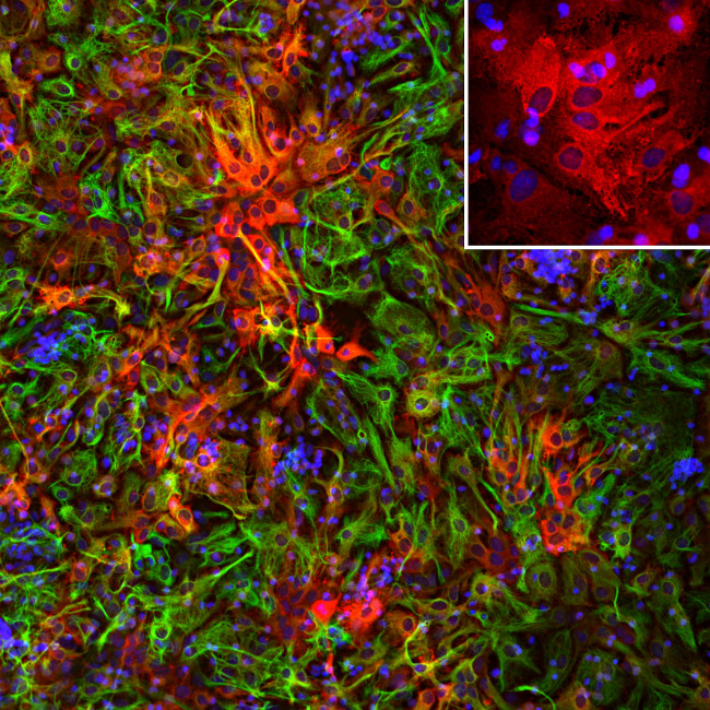 ALDH1L1 Antibody in Immunocytochemistry (ICC/IF)