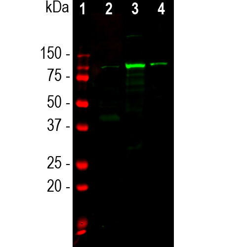 ALDH1L1 Antibody in Western Blot (WB)