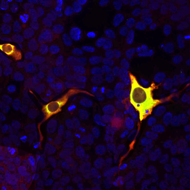 Cas9 Antibody in Immunocytochemistry (ICC/IF)