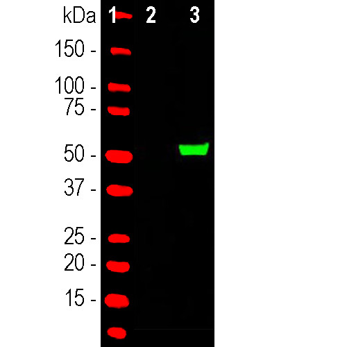 Cas9 Antibody in Western Blot (WB)