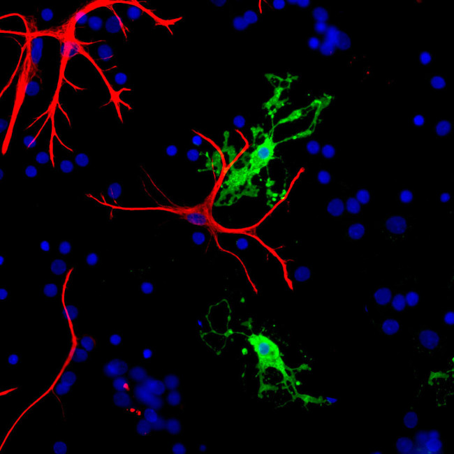 CNPase Antibody in Immunocytochemistry (ICC/IF)