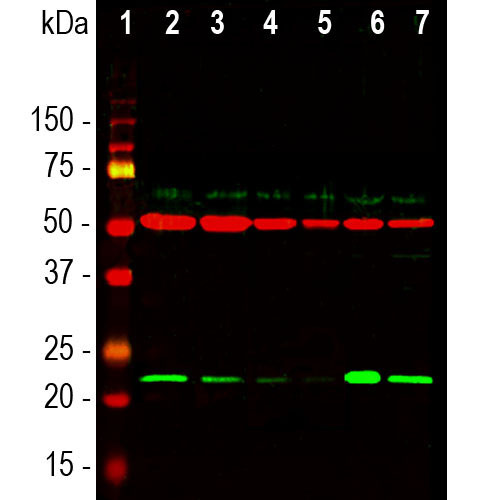 DJ-1 Antibody in Western Blot (WB)